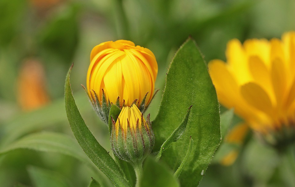 4 plantes détox à privilégier