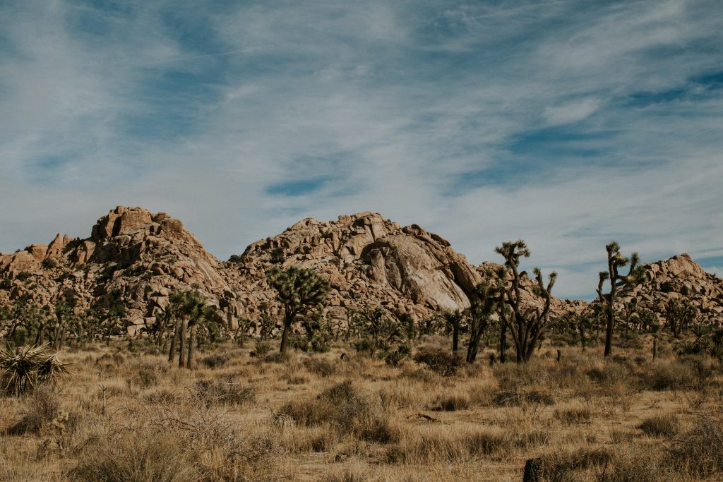 Joshua tree aux Etats-Unis