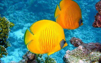 Les petits habitants des récifs coralliens : une diversité fascinante