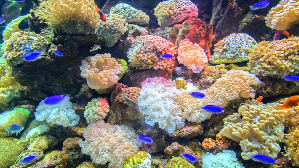 Poisson dans les coraux 