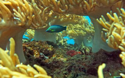 Les récifs coralliens comme source d’inspiration scientifique et artistique