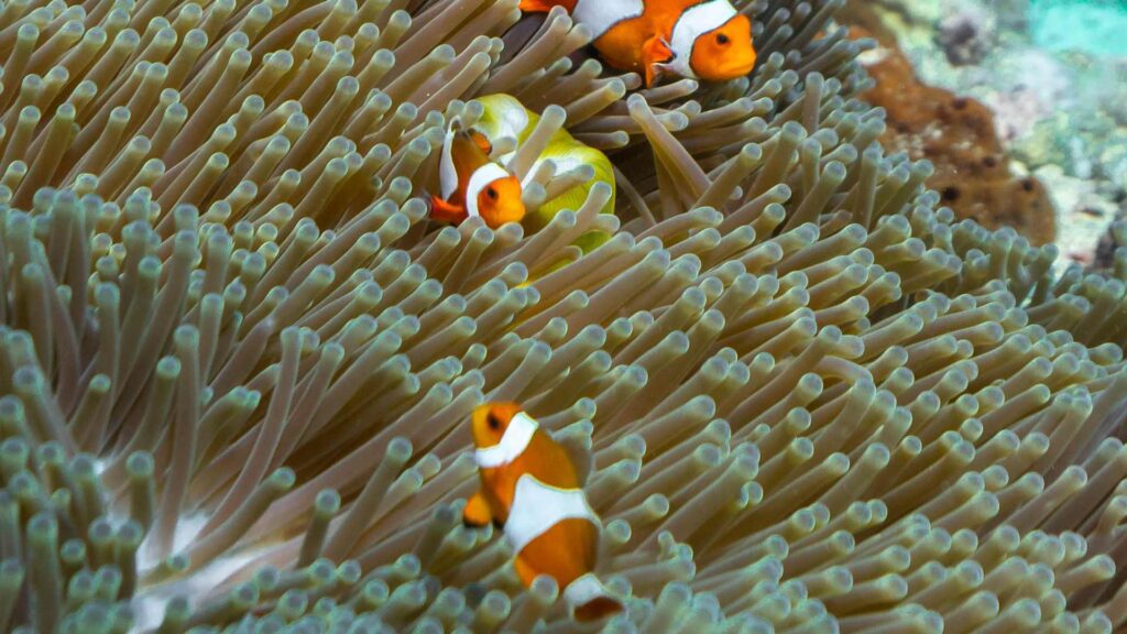 Poisson clown