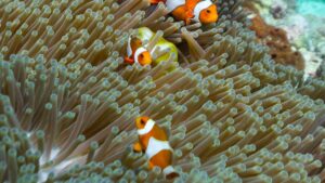 Poisson clown