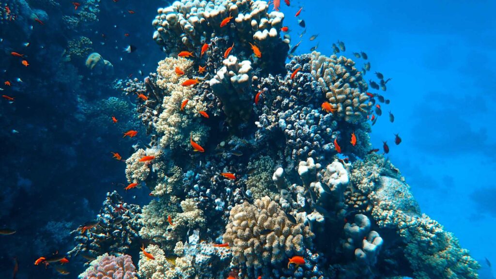 corail