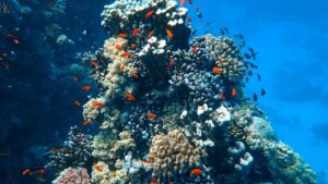 corail