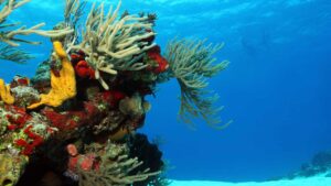 Corail