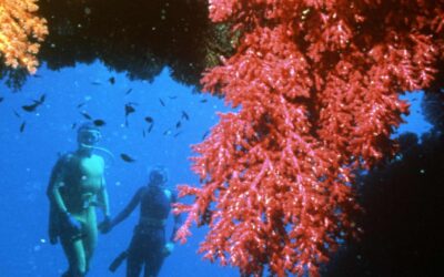 Récifs coralliens artificiels : une solution pour la biodiversité marine ?