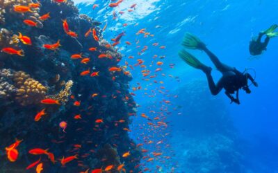 Plongée dans les récifs coralliens : conseils pour une exploration respectueuse