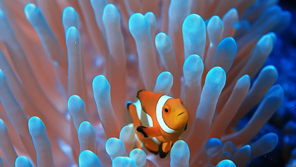 Poisson clown 