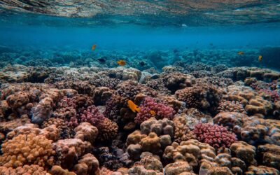 La beauté fragile des récifs coralliens : un monde sous-marin en danger