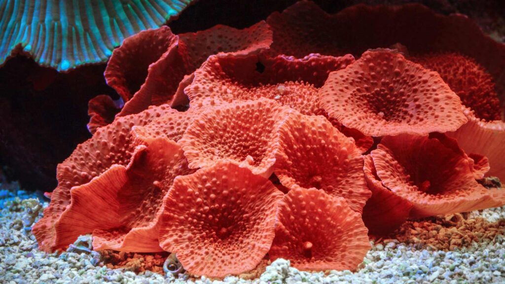 Corail marin 