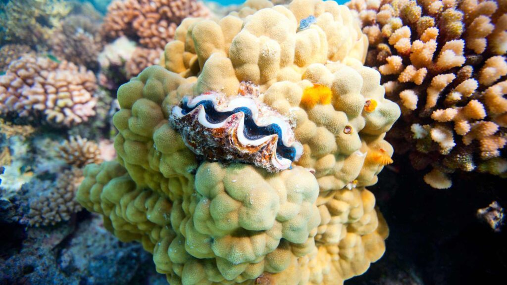 Coquillage sur un corail