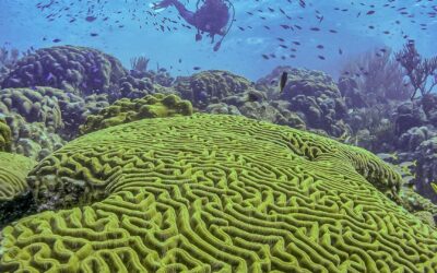 Les récifs coralliens comme indicateur de santé de l’océan