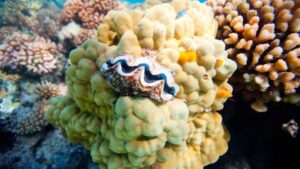 Coquillage sur un corail