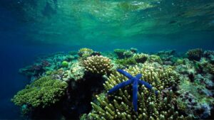 Étoile de mer sur un corail