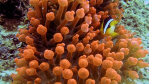 corail