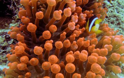 Tourisme et récifs coralliens : trouver un équilibre durable