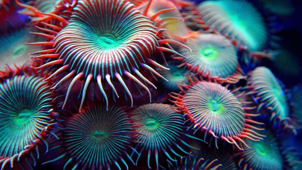 corail