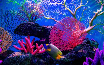 Biodiversité des récifs coralliens : un écosystème riche et varié