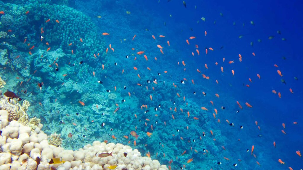 coraux et poissons