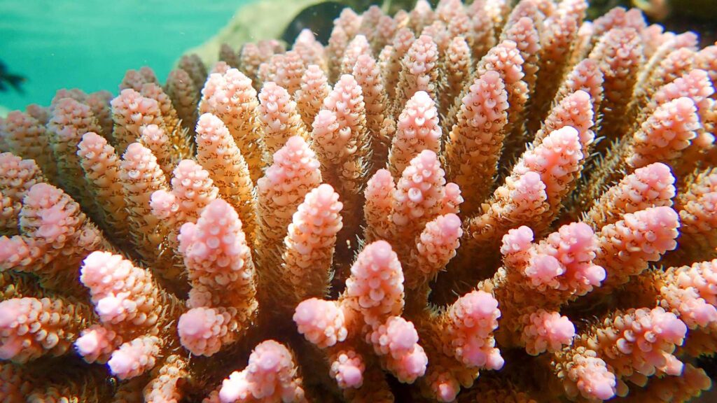 Corail