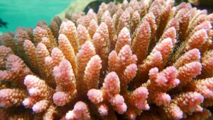 Corail