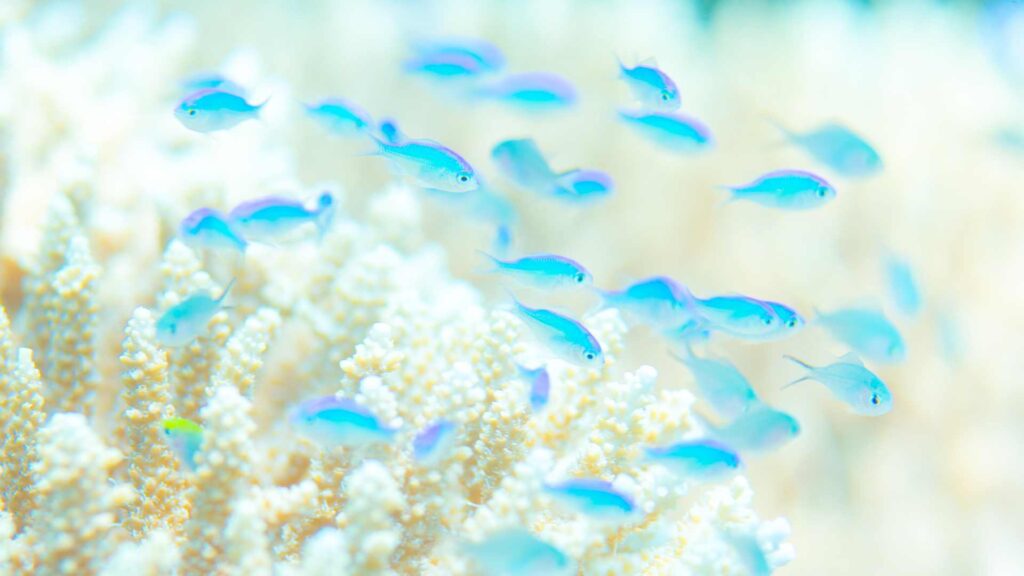 Corail