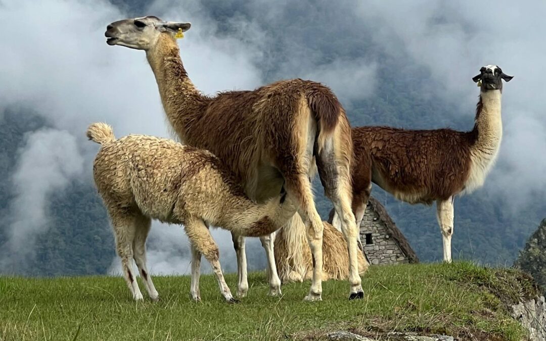 Pérou et Machu Picchu : un itinéraire pour l’aventurier moderne